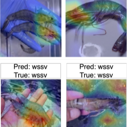wssv.png